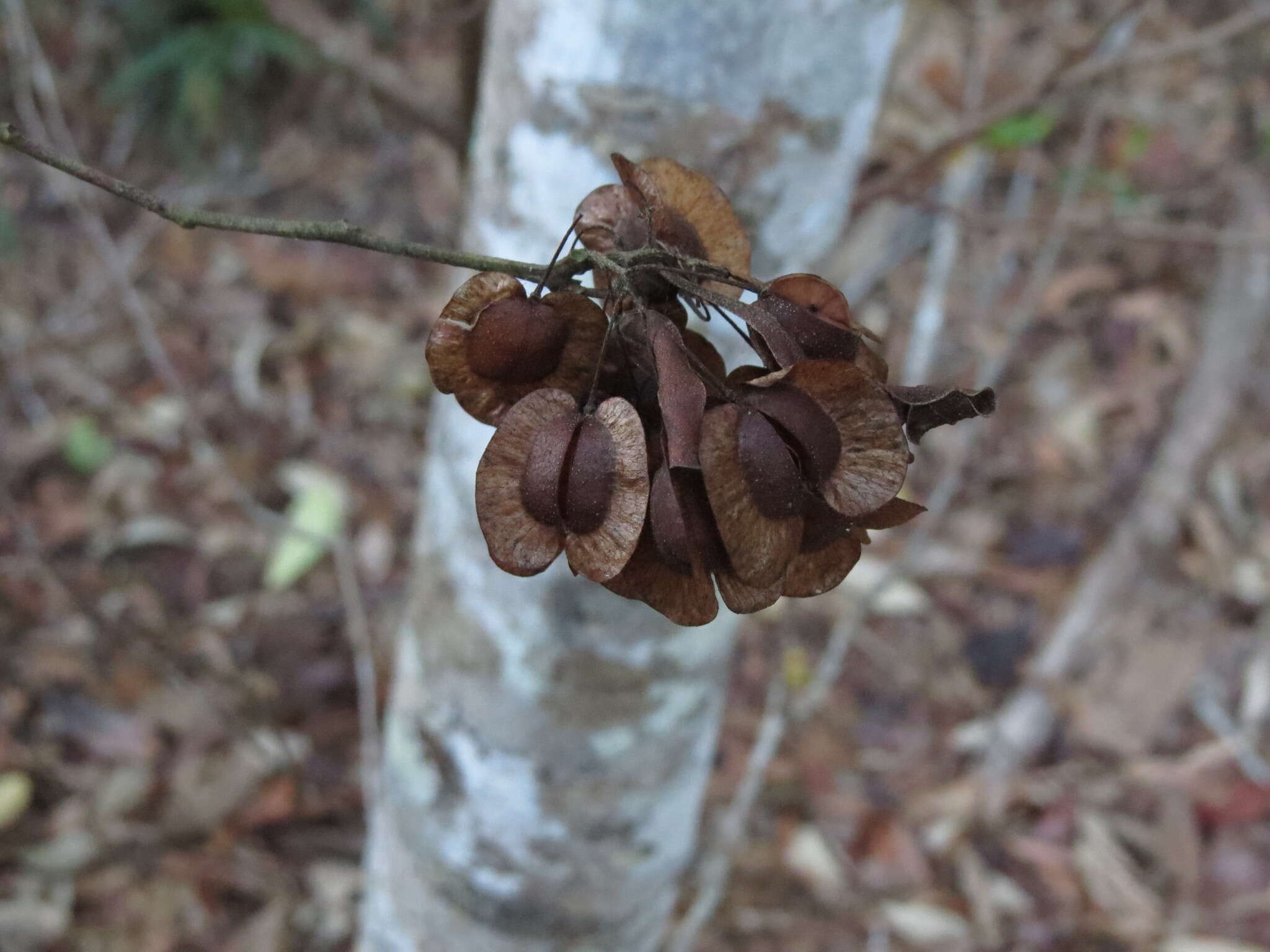 Image of Dodonaea polyandra Merr. & Perry