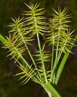 Image of bristly flatsedge