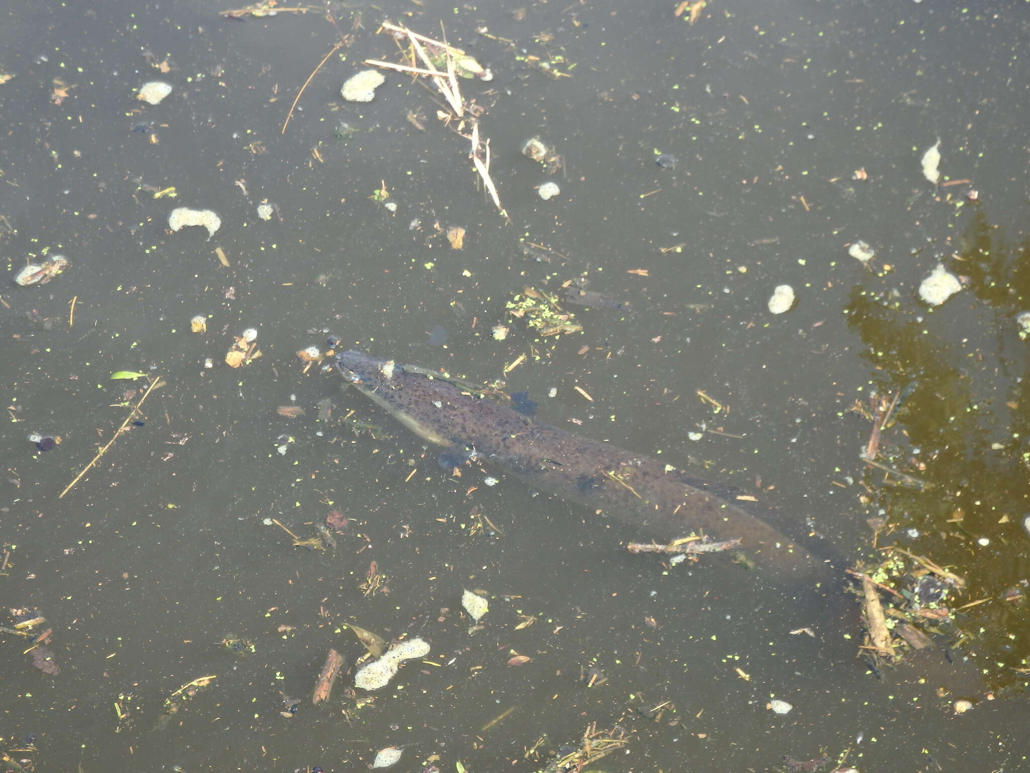 Image of Speckled longfin eel