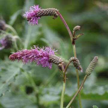 Слика од Sanguisorba hakusanensis Makino