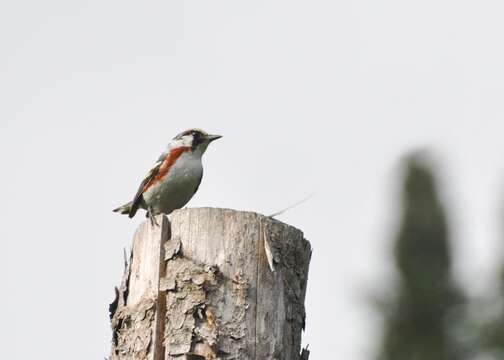 Image of Chestnut-sided Warbler