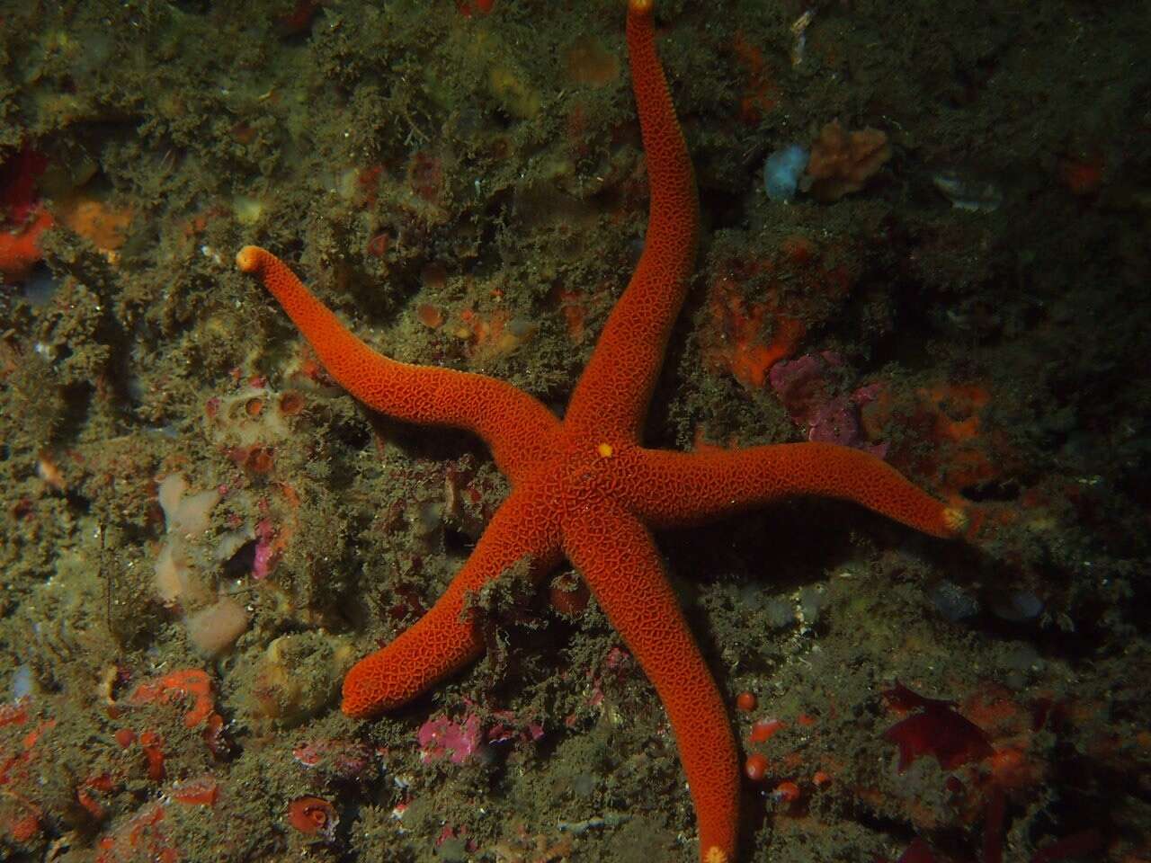 Image of Pacific blood star