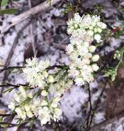 Image of Woody wireweed