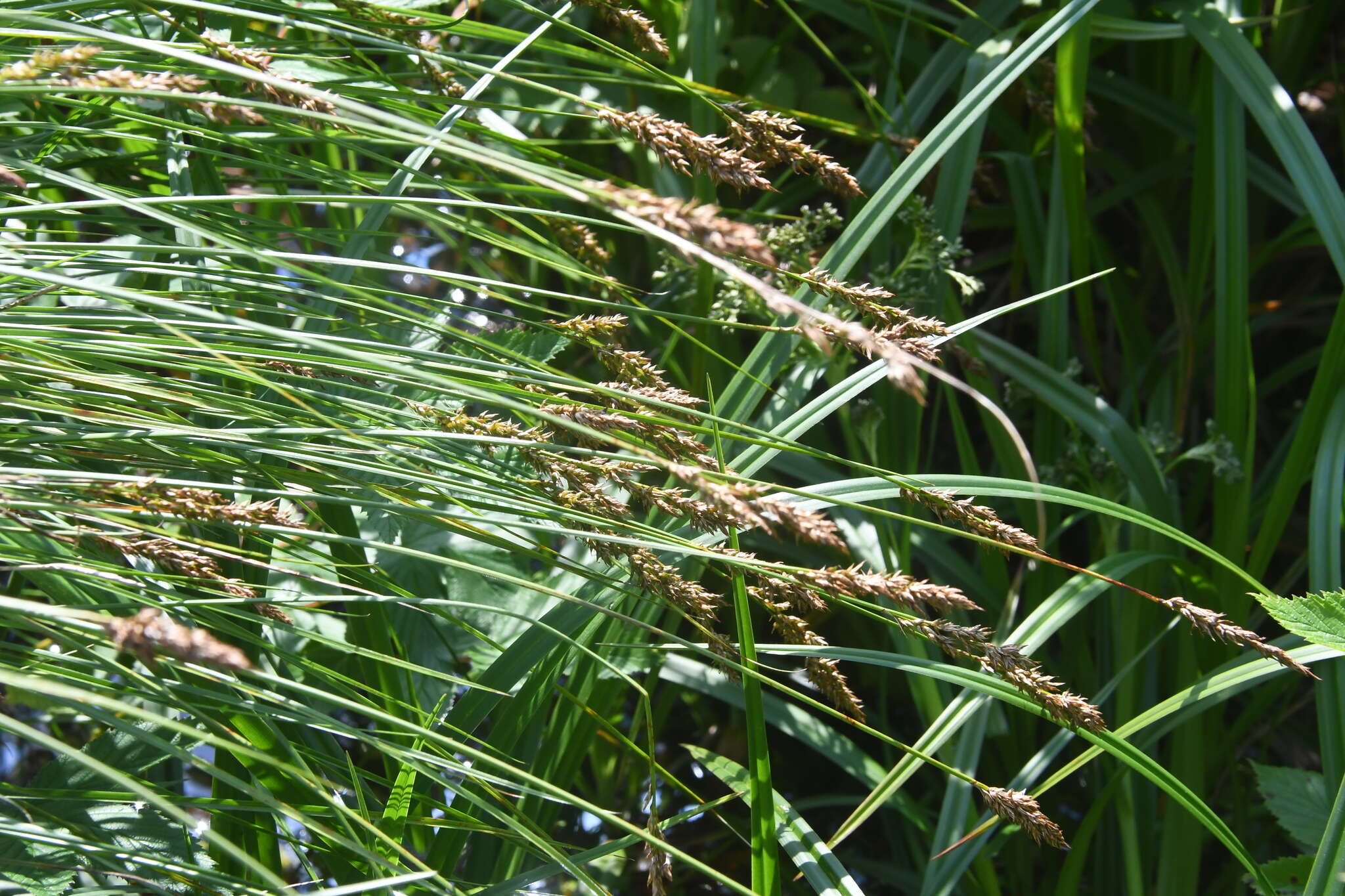 Image of fibrous tussock-sedge