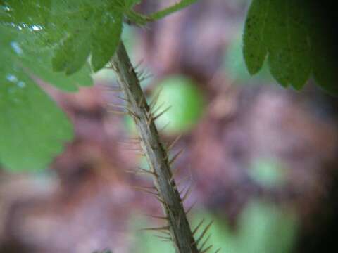 Image of prickly currant