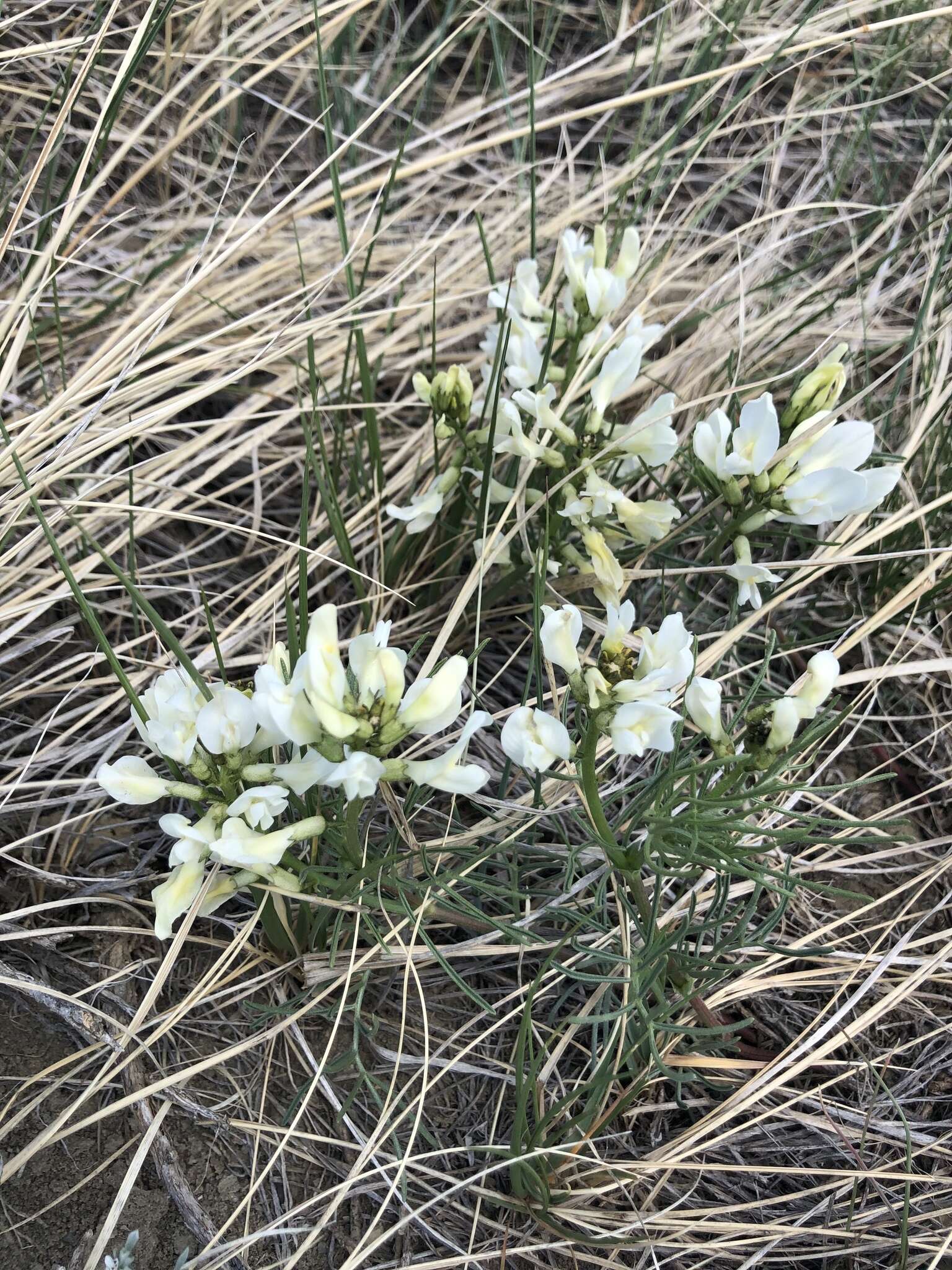 Image of narrowleaf milkvetch