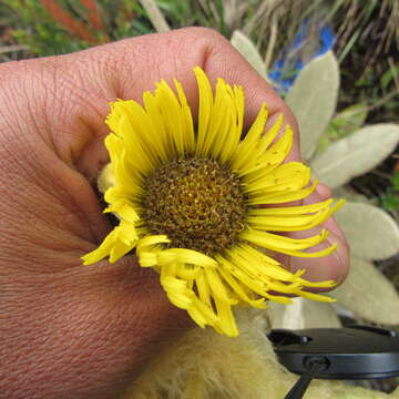 Image of Espeletia barclayana Cuatrec.