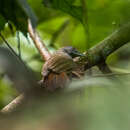 صورة <i>Stachyris maculata pectoralis</i>