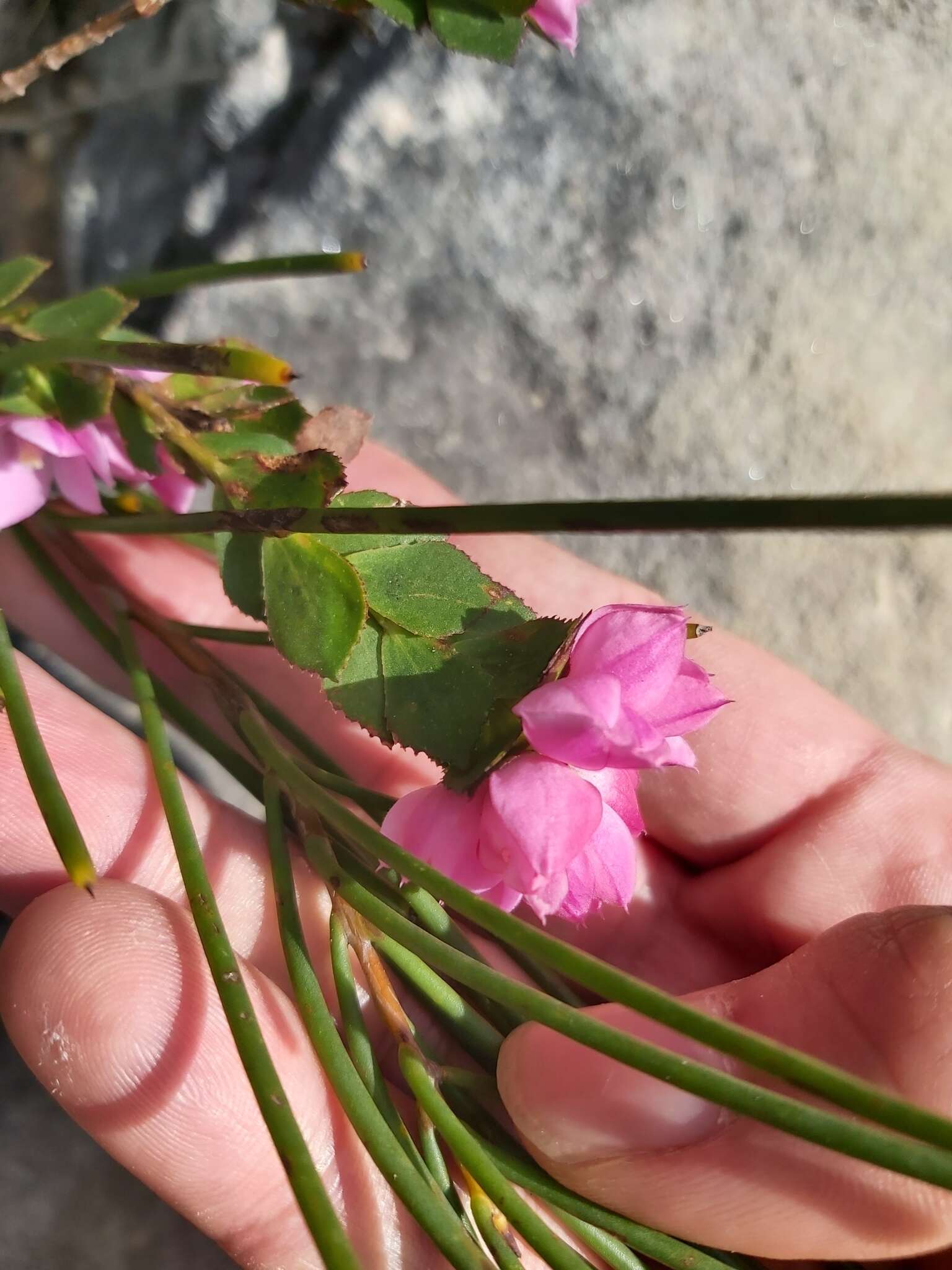 Image of Australian Native Rose