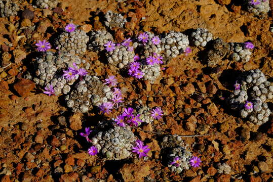 Image of Conophytum minutum var. minutum