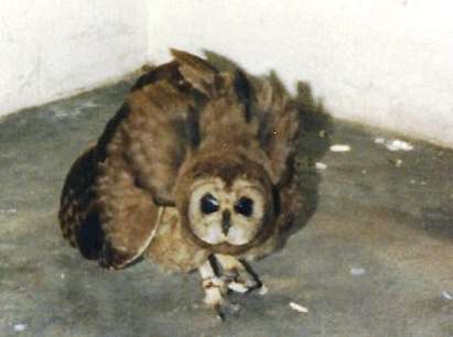 Image of Marsh Owl