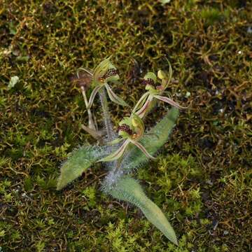 Image of Caladenia amoena D. L. Jones