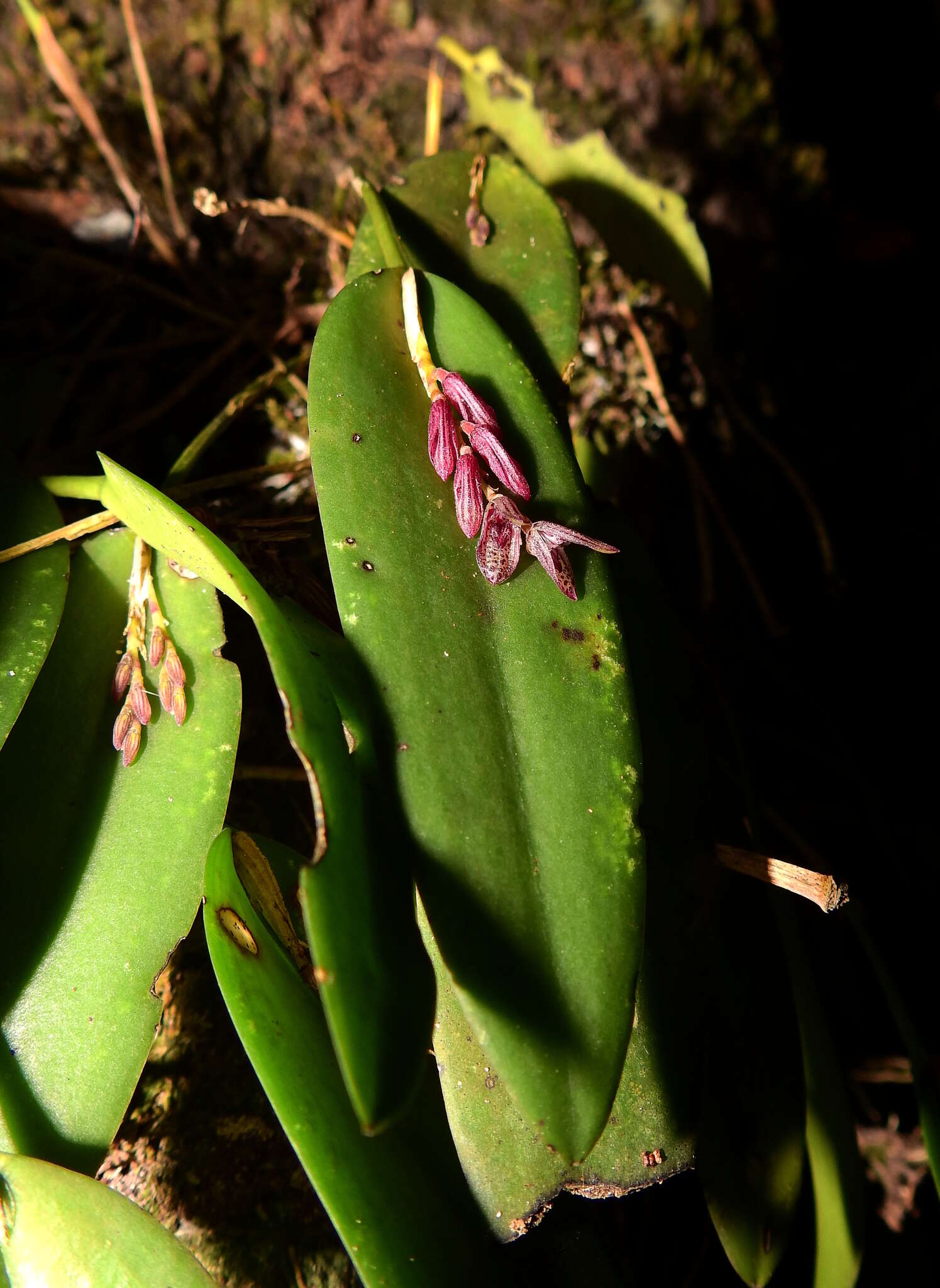 Image of hairy bonnet orchid