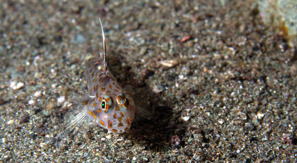 Image of Blotched goby