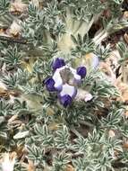 Image of matted lupine