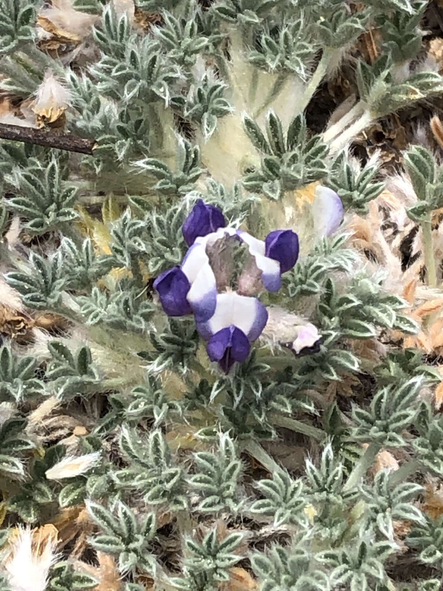 Image de Lupinus breweri var. bryoides C. P. Sm.