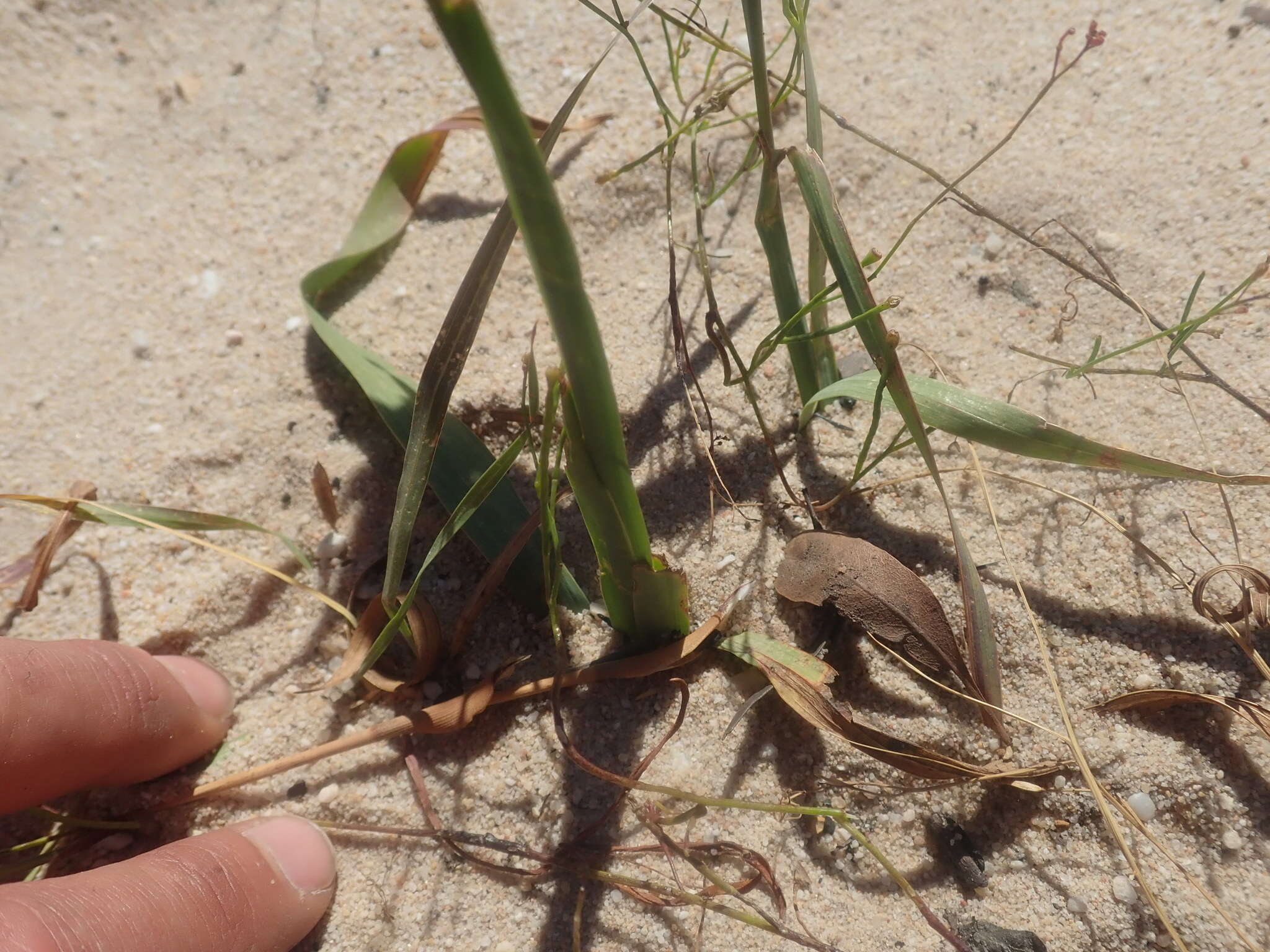 Image of Ixia calendulacea Goldblatt & J. C. Manning