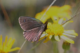 Image of Black Ringlet