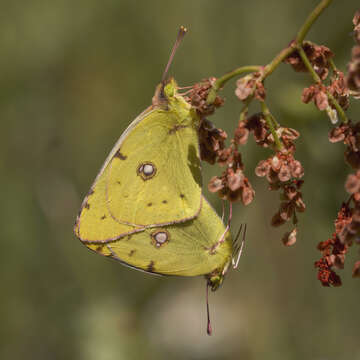 Image of clouded yellow