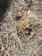 Image of California broomrape