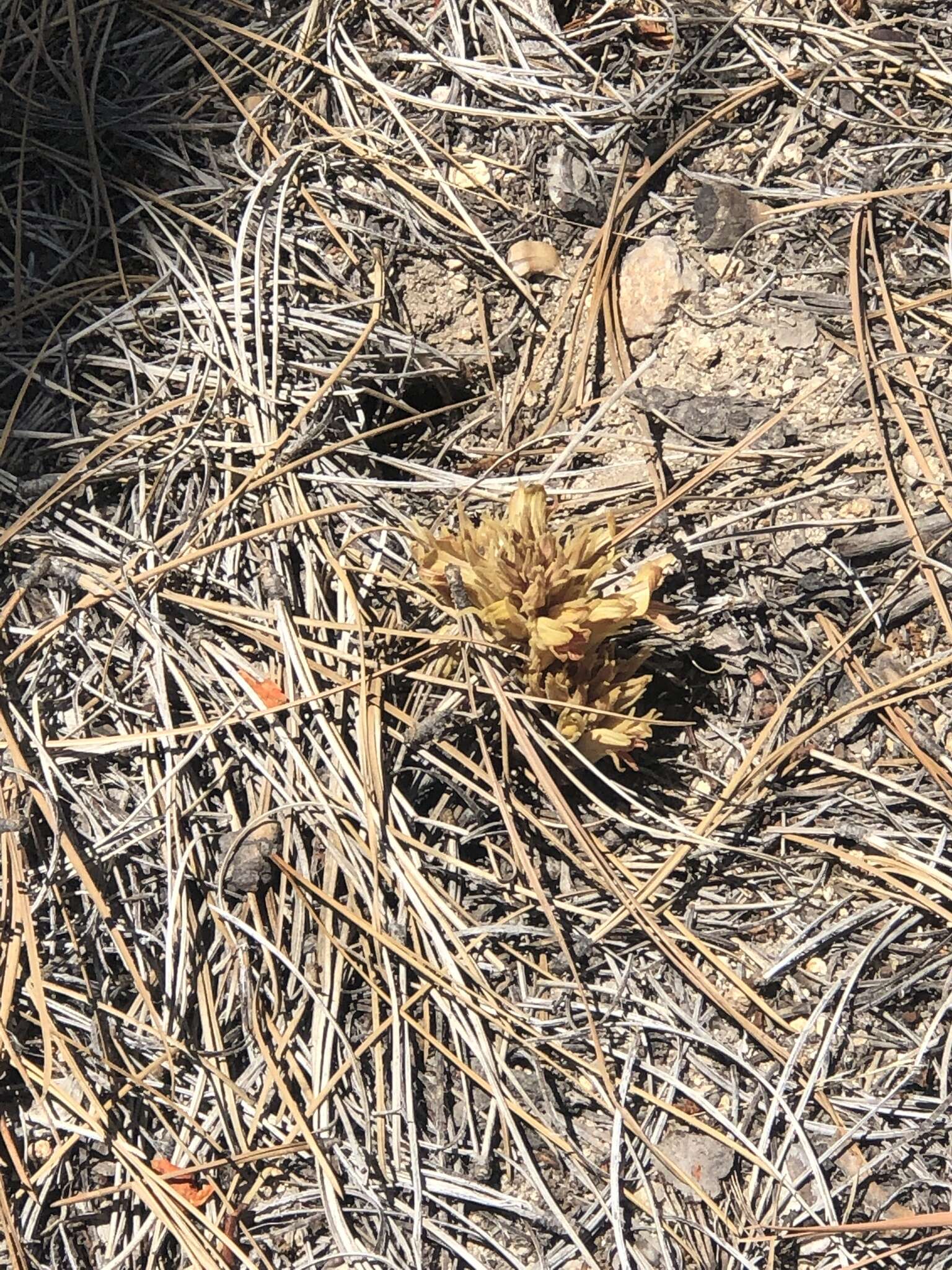 Image of California broomrape