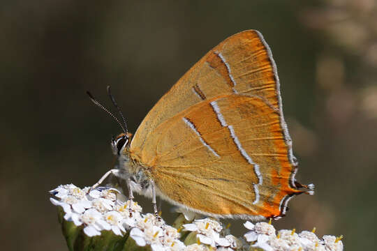 Image of Brown Hairstreak