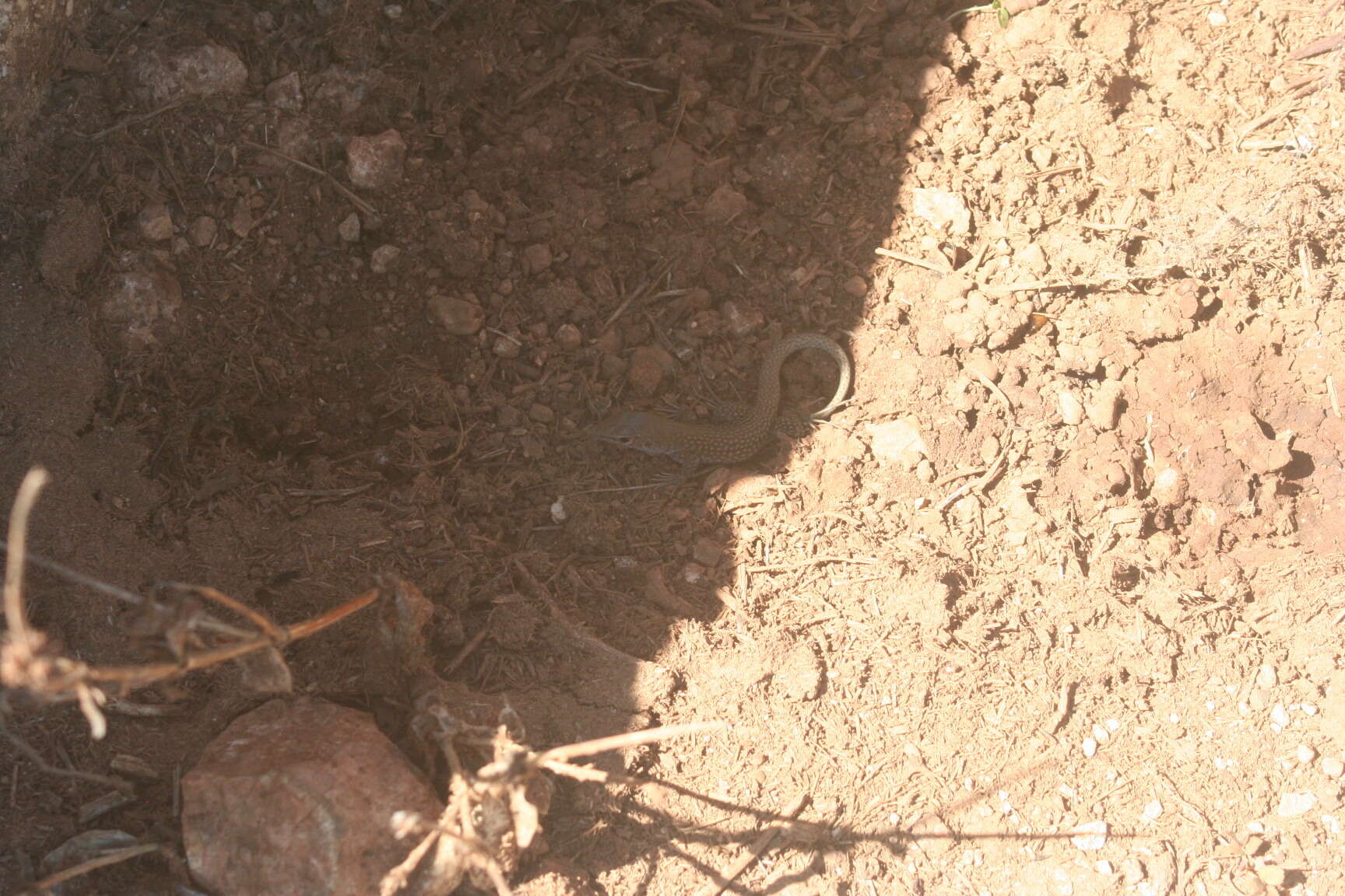 Image of Hispaniolan giant ameiva