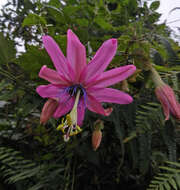 صورة Passiflora mandonii (Mast.) Killip