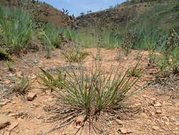 Image de Eragrostis patentipilosa Hack.