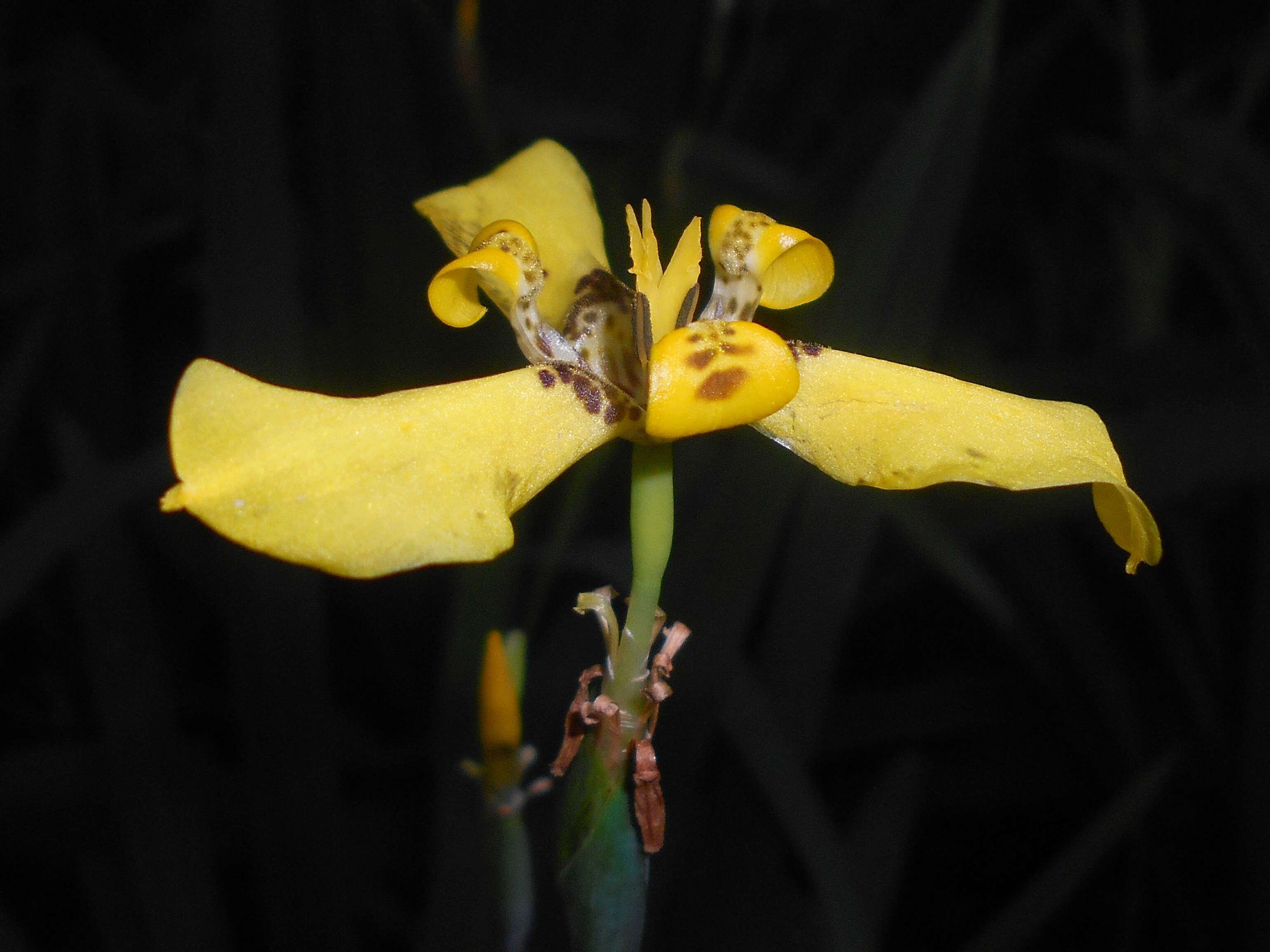 Imagem de Trimezia steyermarkii R. C. Foster