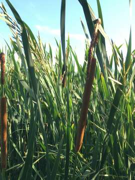 Imagem de Typha glauca Godr.