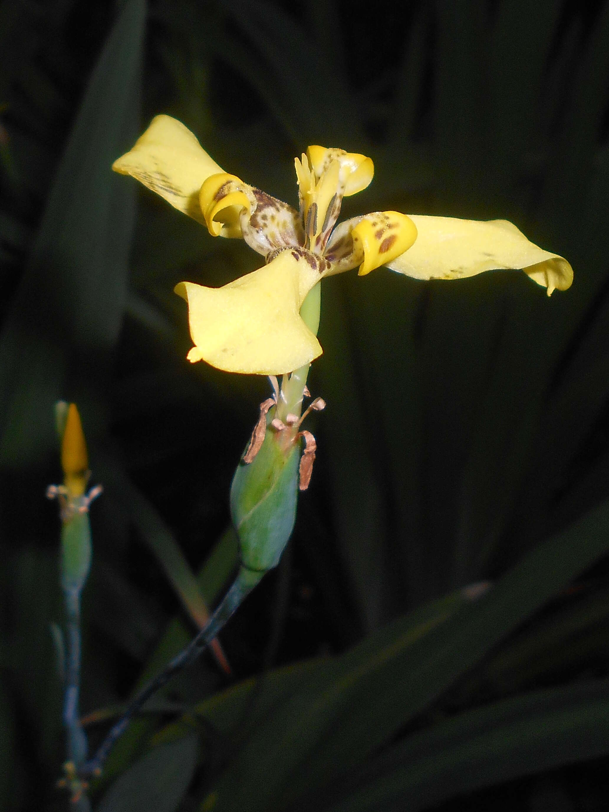 Imagem de Trimezia steyermarkii R. C. Foster