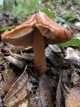 Image of Phaeocollybia kauffmanii (A. H. Sm.) Singer 1940