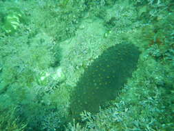 Image of Brown Sea Cucumber