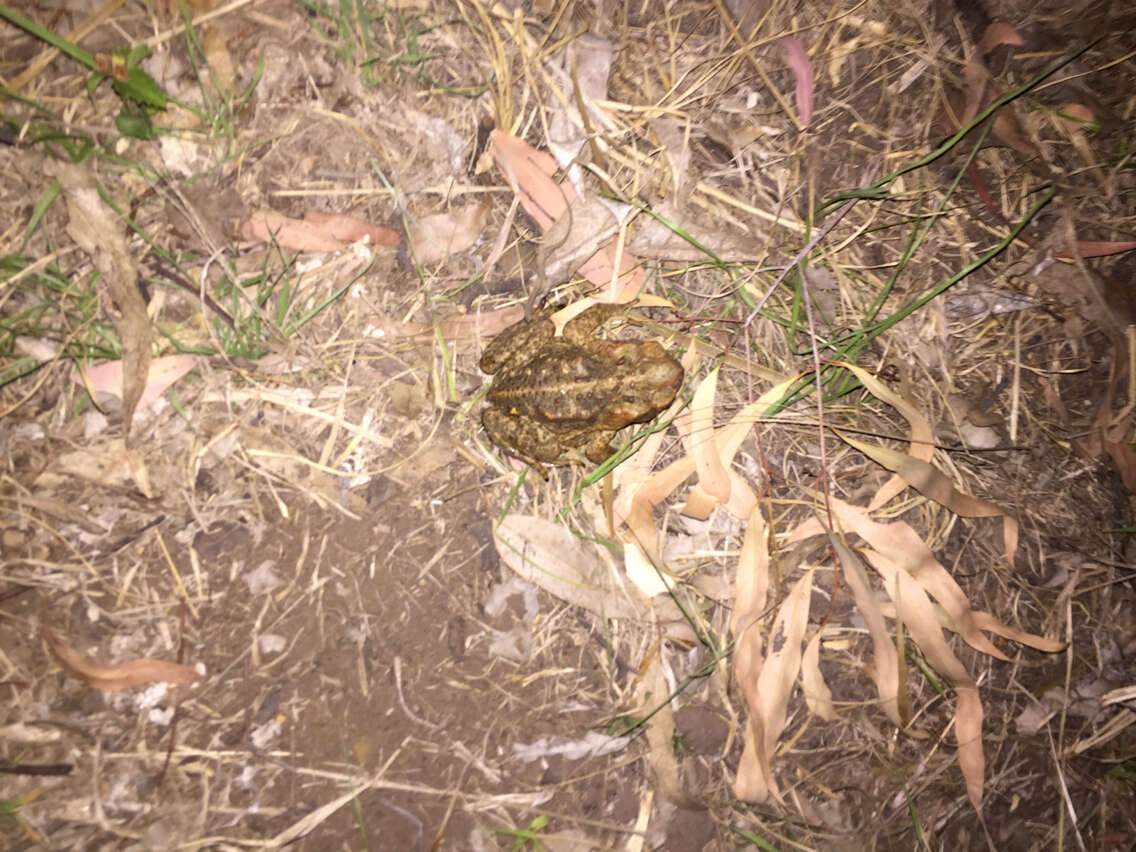 Image of Cane Toad