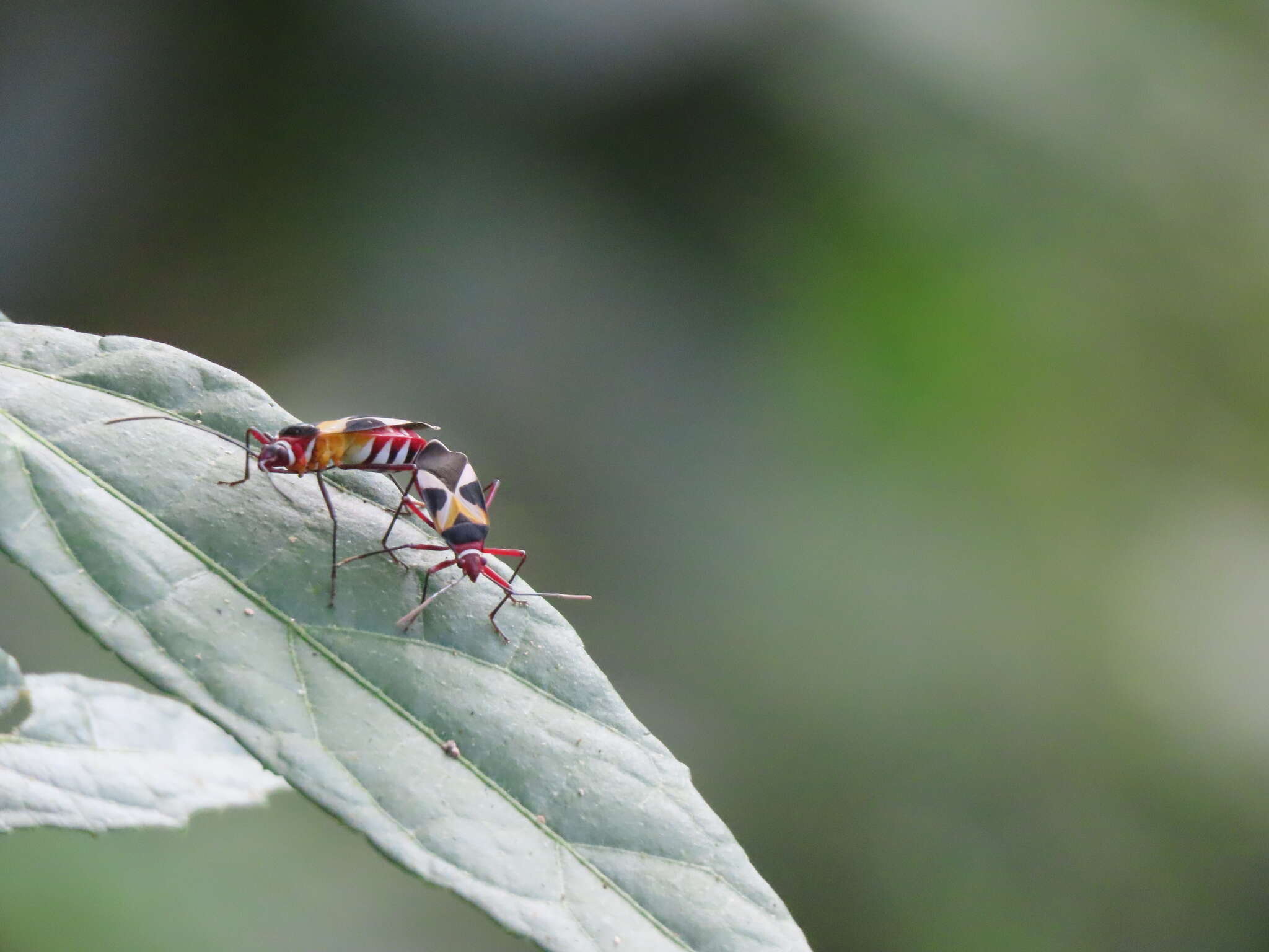 Image of Pale Red Bug