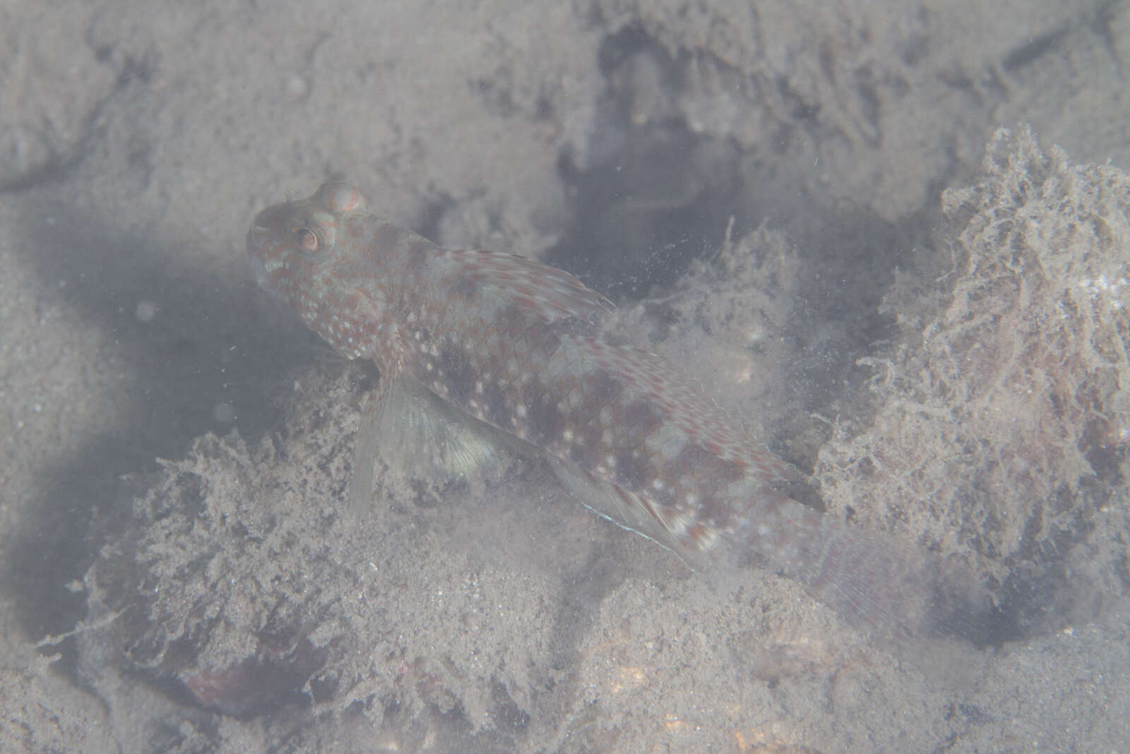 Image of Beautiful goby