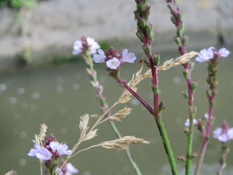 Image of herb of the cross