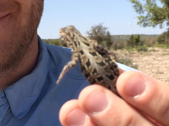 Image of Northern Spot-tailed Earless Lizard