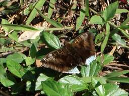 Image of Euthalia phemius Doubleday (1848)