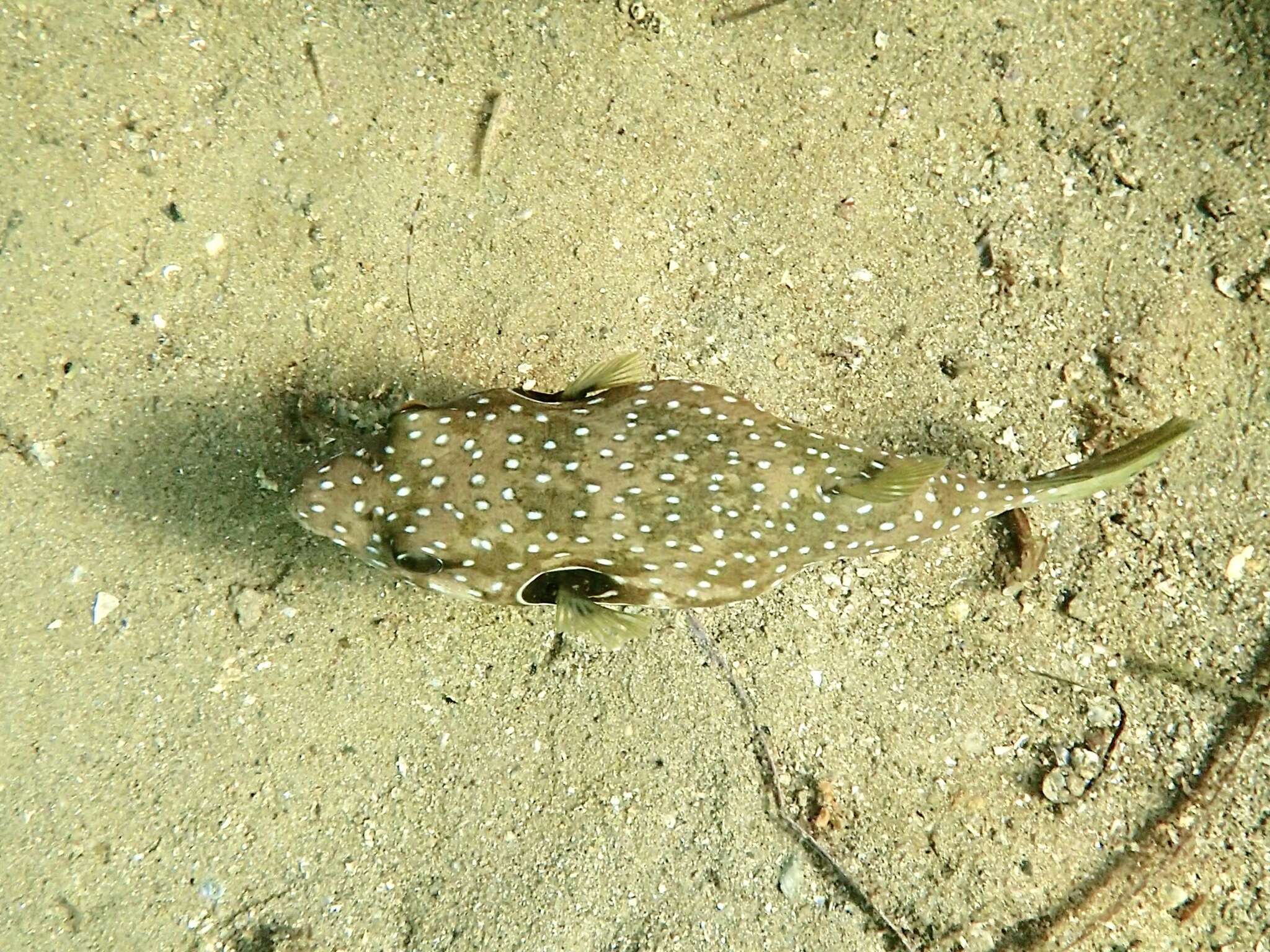 Image of Broadbarred Toadfish