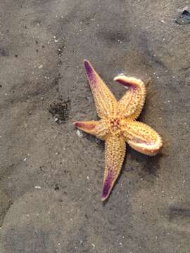 Image of northern Pacific sea star