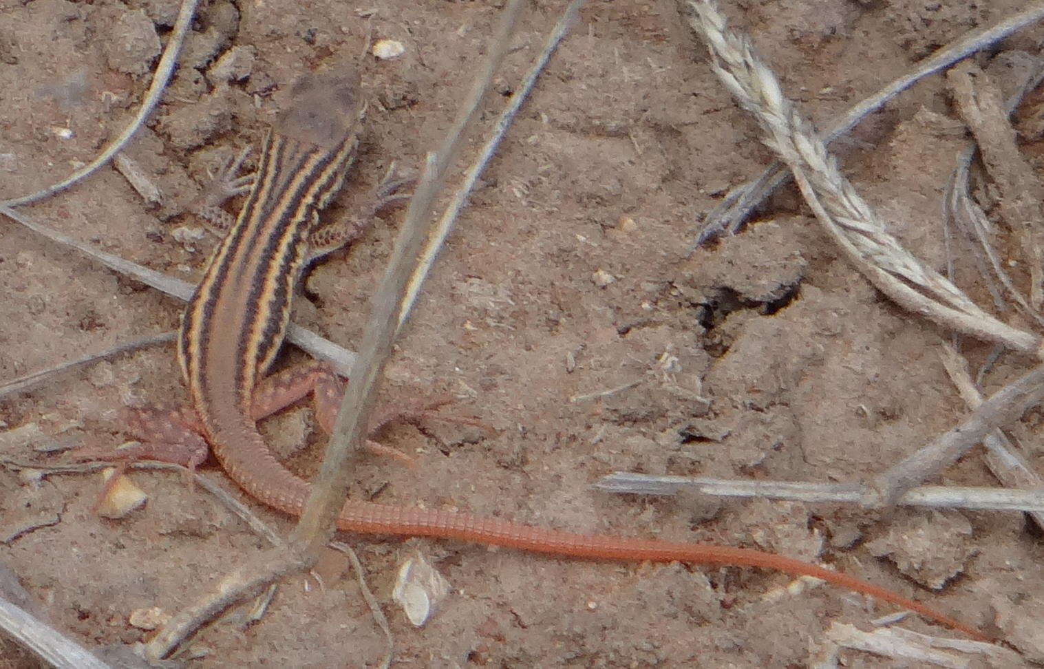 Image de Pedioplanis namaquensis (Duméril & Bibron 1839)