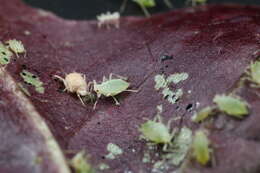 Image of Aphid