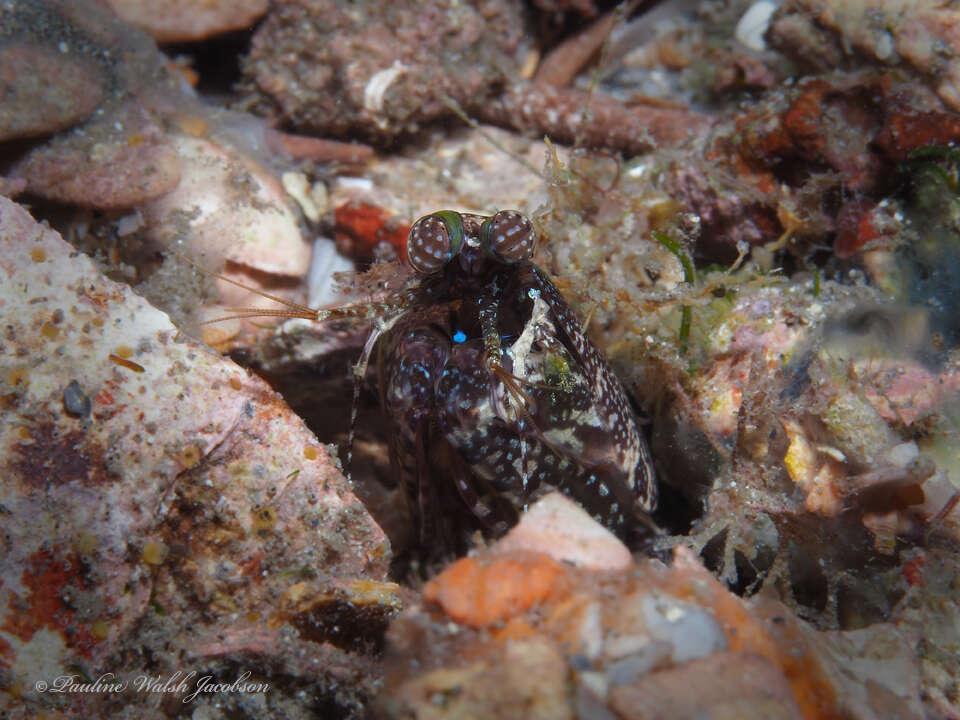 Image of pseudosquillid mantis shrimps