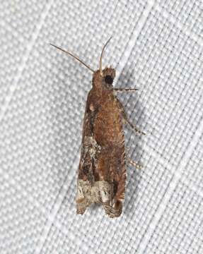 Image of Lantana Flower-Cluster Moth