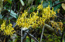 Image of Cyrtochilum pardinum Lindl.