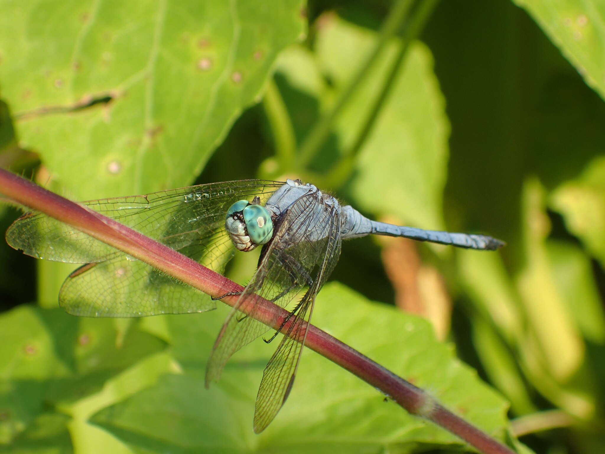 Image of Orthetrum luzonicum (Brauer 1868)