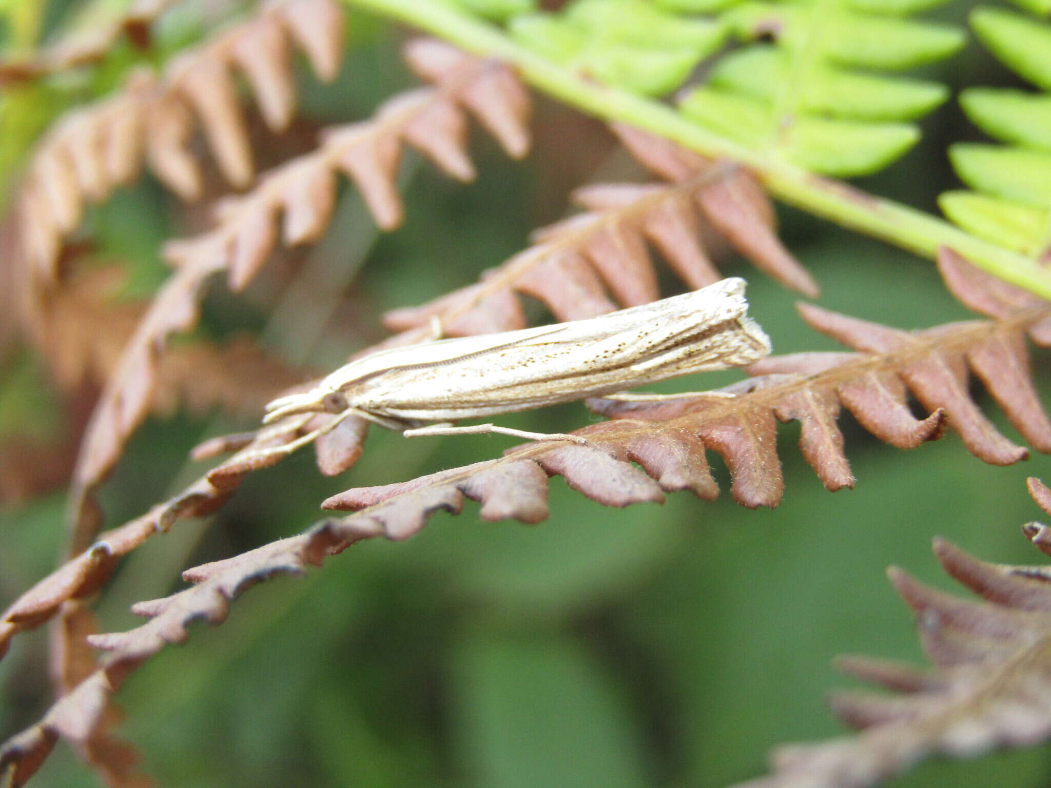 Imagem de Ancylolomia pectinatella Zeller 1863