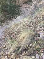 Image of pinyon ricegrass